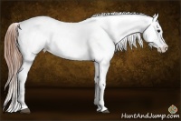 Horse Color:Buckskin Appaloosa 