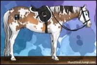 Horse Color:White Spotted Buckskin Splash 