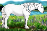 Horse Color:Palomino Pearl Dun Appaloosa Rabicano 