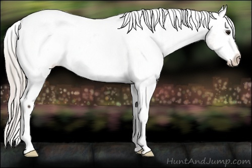 Horse Color:Silver Brown Dun Snowcap Rabicano