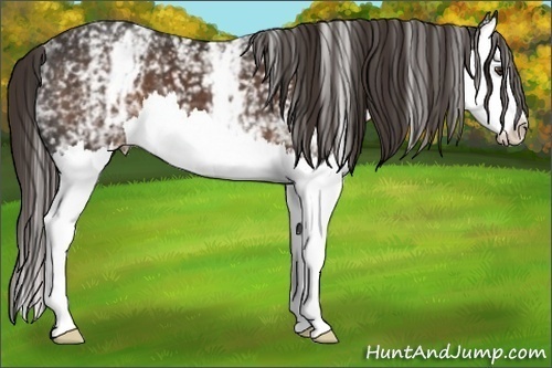 Horse Color:White Spotted Liver Chestnut Splash 