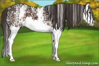 Horse Color:White Spotted Liver Chestnut Splash 