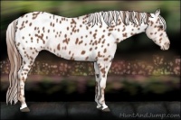Horse Color:Chestnut Appaloosa 