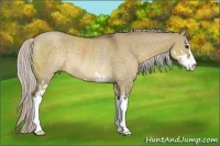 Horse Color:Silver Brown Dun Sabino Rabicano
