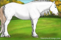Horse Color:Bay Splash Appaloosa 
