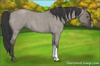 Horse Color:Smoky Grullo Roan 