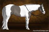 Horse Color:Grullo Roan Splash Tobiano
