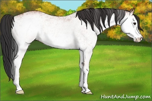 Horse Color:White Spotted Bay 