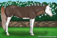 Horse Color:Liver Chestnut Splash 