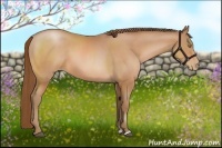 Horse Color:Bay Pearl Sabino 