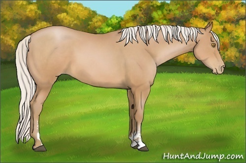 Horse Color:Silver Brown Pearl Sabino 