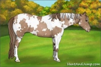 Horse Color:White Spotted Black Pearl