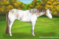 Horse Color:White Spotted Black Pearl 