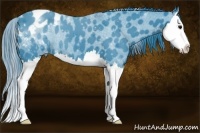Horse Color:Watercolor Black Splash Appaloosa 