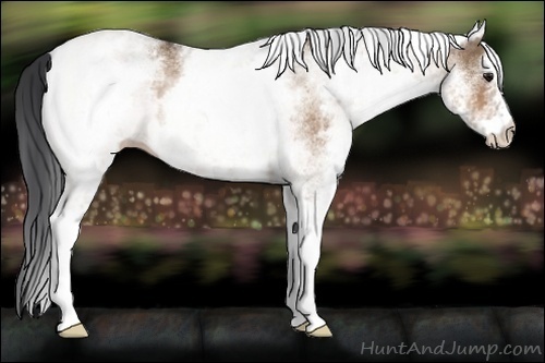 Horse Color:White Spotted Bay Dun