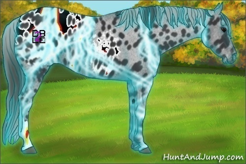 Horse Color:Thunderstruck Black Appaloosa 
