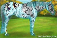 Horse Color:Thunderstruck Black Appaloosa 