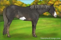Horse Color:Liver Chestnut Frame 