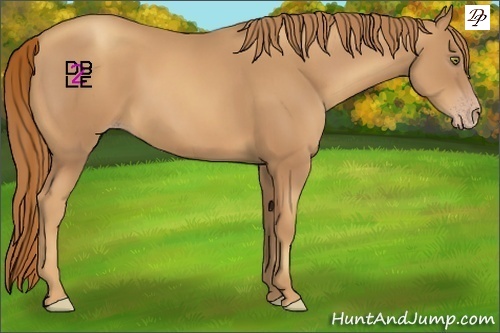 Horse Color:Gold Champagne