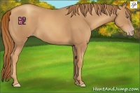 Horse Color:Gold Champagne