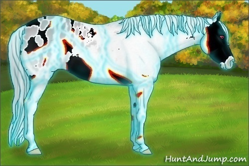 Horse Color:Thunderstruck Bay Chinchilla Splash Appaloosa