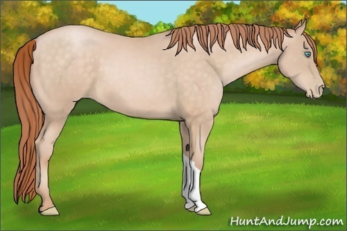 Horse Color:Buckskin Pearl 