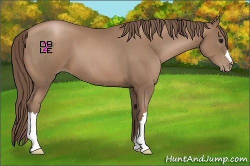 Horse Color:Black Pearl