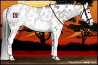 Horse Color:White Spotted Liver Chestnut Splash Appaloosa 