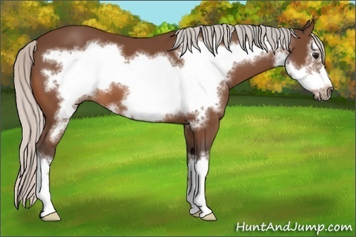 Horse Color:Silver Bay Frame
