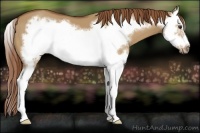 Horse Color:Red Dun Splash Frame
