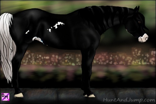 Horse Color:Blue Ice Roan Frame Appaloosa