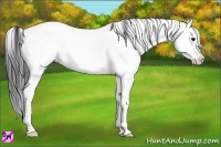 Horse Color:White Spotted Blue Ice Roan Splash Appaloosa Rabicano