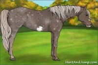 Horse Color:Silver Black Frame 