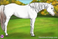 Horse Color:Bay Onyx Appaloosa 