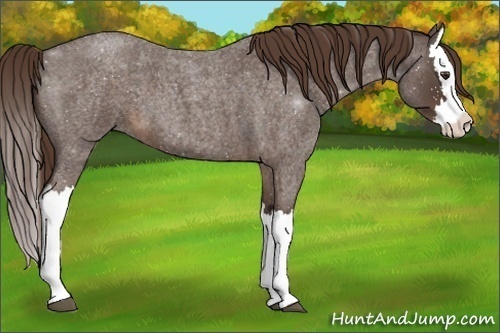 Horse Color:Liver Red Roan Splash