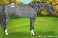 Horse Color:Black Varnish Rabicano 