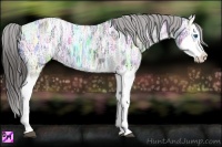 Horse Color:Blue Ice Roan Splash Varnish 
