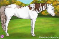 Horse Color:White Spotted Chestnut Sabino Splash