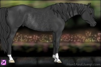 Horse Color:Black Rabicano 