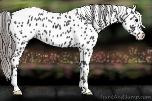 Horse Color:Blue Roan Appaloosa