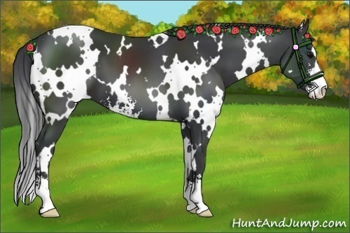 Horse Color:White Spotted Black Sabino 
