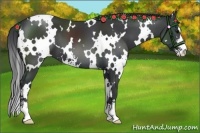 Horse Color:White Spotted Black Sabino
