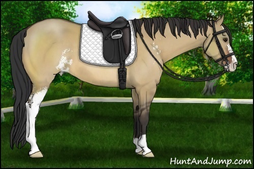 Horse Color:Bay Dun Sabino 