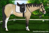 Horse Color:Bay Dun Sabino