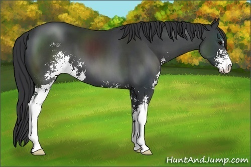 Horse Color:Black Sabino