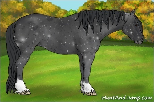 Horse Color:Black 