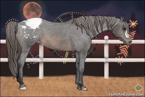 Horse Color:Buckskin Appaloosa 