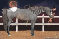 Horse Color:Buckskin Varnish