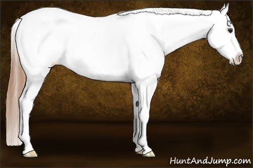 Horse Color:Chestnut Appaloosa 