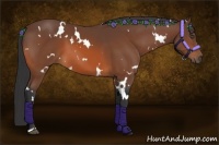 Horse Color:White Spotted Bay 